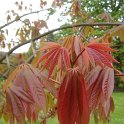 Aesculus indica